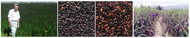 Сравнение произрастания черного риса в России, Италии, Таиланде.